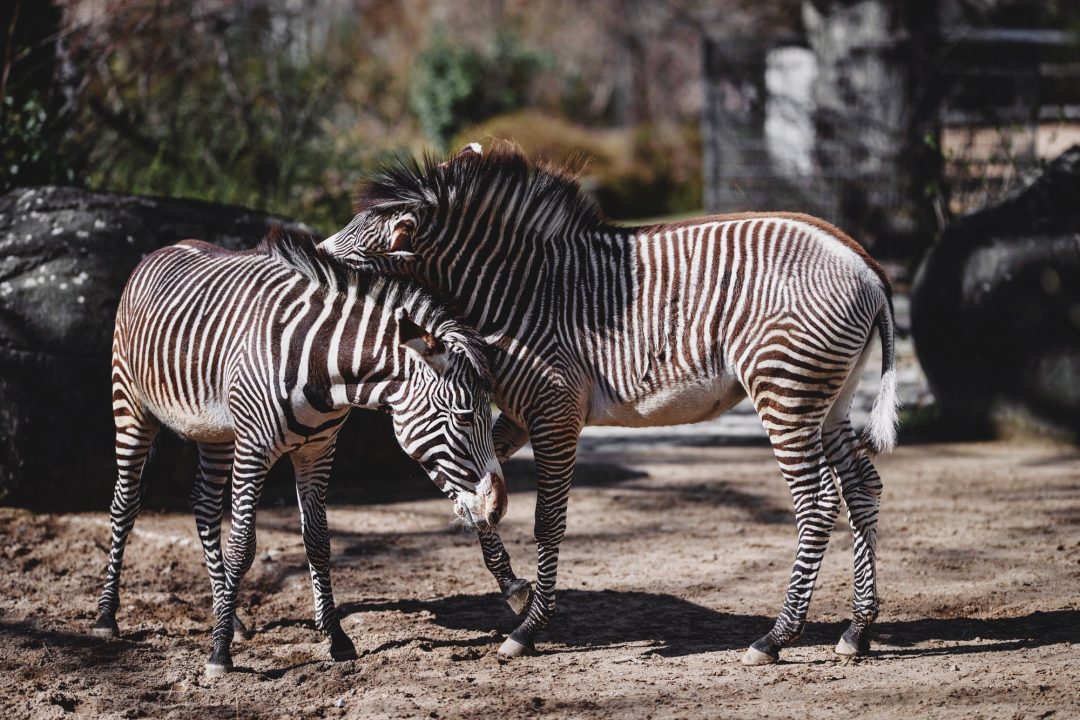 zebra